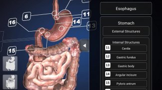 Endoscopy 3D (Free) screenshot 5