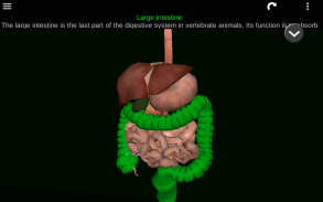 Internal Organs in 3D (Anatomy) screenshot 11