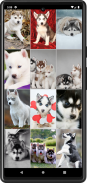 Husky Puppies Wallpapers screenshot 2