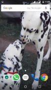 Dalmatian Dog HD Image screenshot 2