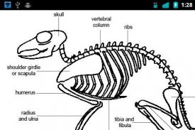 Animal Anatomy and Physiology screenshot 3