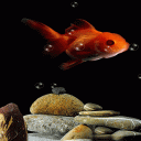 Orange Fish Bubble LWP Icon