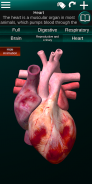 Internal Organs in 3D (Anatomy) screenshot 22