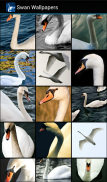Swan Wallpapers screenshot 1
