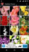 Gladiolus Flower HD Wallpaper screenshot 6