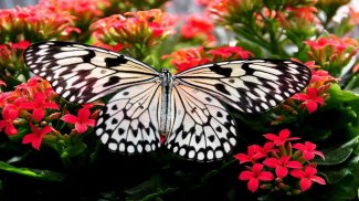 Butterfly Jigsaw Puzzles screenshot 5