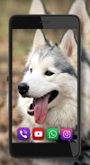 Husky Dogs Free Live Wallpaper screenshot 0