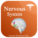 Nervous System Anatomy - Atlas Icon