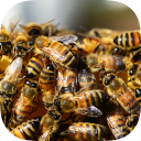 Bee Swarms War - Race The Army