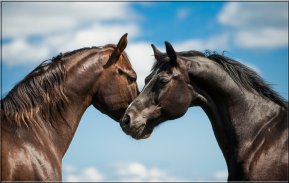 Horses Jigsaw Puzzles screenshot 4