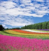 Nature Wallpaper screenshot 10