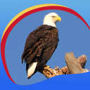Eagle Live Wallpapers