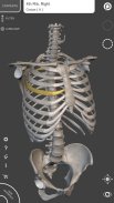 Skeleton | 3D Anatomy screenshot 4