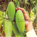 Raw Mango Products