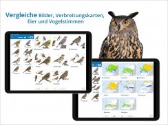 NABU Vogelwelt Vögel Bestimmen screenshot 4