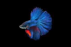 Betta Fish Wallpapers screenshot 3