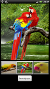 Parrots HD Live Wallpaper screenshot 2