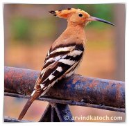 Indian Birds Pictures - Learn About Birds screenshot 1