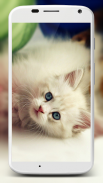 Cute Cats Wallpaper screenshot 0