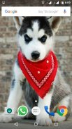 Siberian Husky Dog Wallpapers screenshot 0