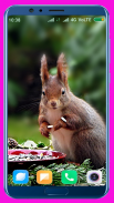 Squirrel HD Wallpaper screenshot 11