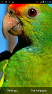 Parrot Live Wallpaper screenshot 5