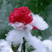 Snowy Red Rose LWP screenshot 3