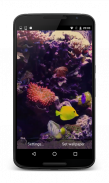 Tropical Fish Live Wallpaper screenshot 0