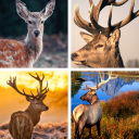 Deer Wallpapers: HD Images,Free Pics download