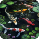 Koi Pond Video Live Wallpaper