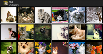 Cat - HD Wallpapers screenshot 4