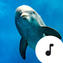 Dolphin Sounds icon