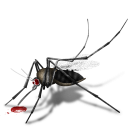 Amazing Mosquito Facts
