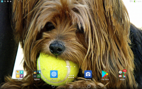 Yorkshire Terrier Live Wallpap screenshot 3