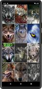Wolf Wallpapers screenshot 1