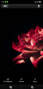 Roses flower Wallpapers V2 screenshot 1