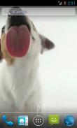 Dog Licks Screen Wallpaper screenshot 2
