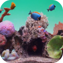 Seawater Aquarium Video Wallpaper Icon