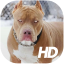 Pitbull Обои HD