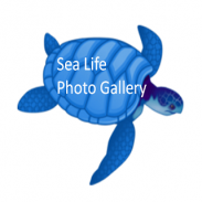 SeaLife Photo Gallery screenshot 0