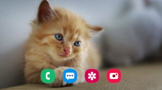 Cat Wallpaper screenshot 6