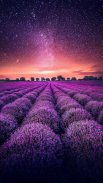 Lavender Wallpapers screenshot 4