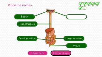 BodyQuest: Anatomy for kids screenshot 11