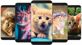 Kitten & Cute Cat Wallpaper HD screenshot 4