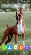 Boxer Dog Wallpapers Hd screenshot 3