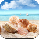 Seashell wallpaper HD