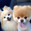 Pomeranian Dog Wallpapers HD Icon