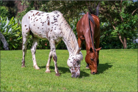 Horses Jigsaw Puzzles screenshot 3