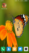 HD Butterfly Wallpaper screenshot 2
