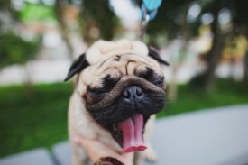 Pug Wallpaper: backgrounds hd screenshot 13